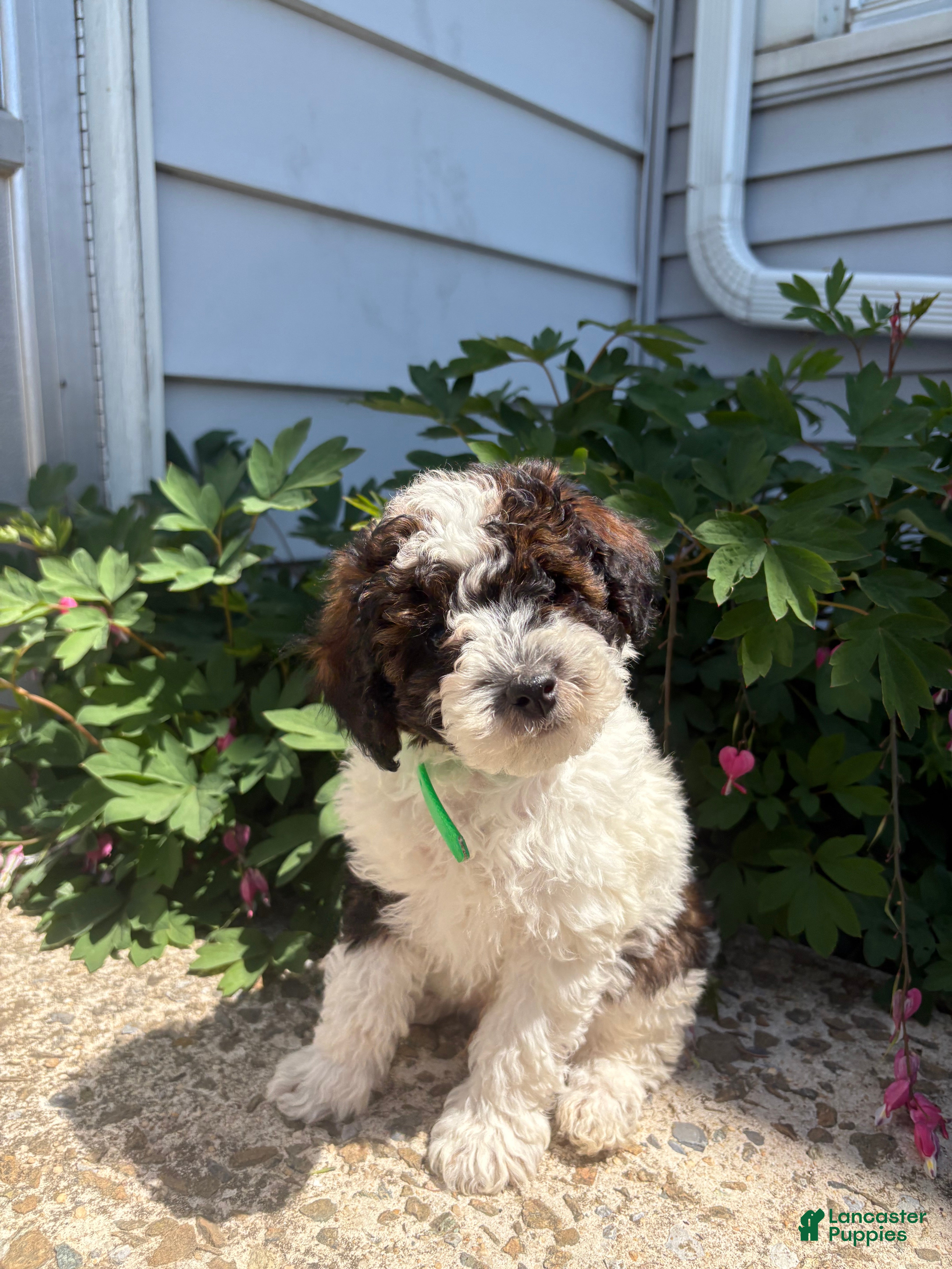 Toy Poodle dogs Bean - Ad 23