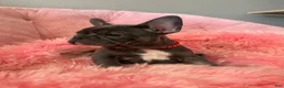 French Bulldog dogs for sale: Birdie  - Ad 3