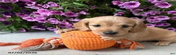Dachshund dogs for sale: Oliver - Ad 1