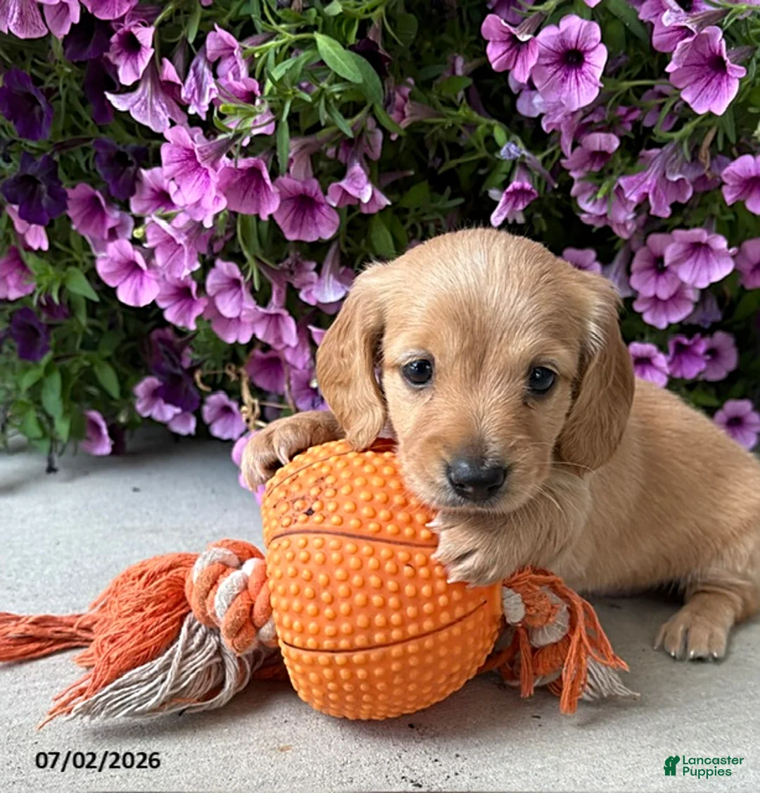 Dachshund dogs for sale: Oliver - Ad 1