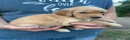 Golden Retriever dogs for sale: Lucy  - Ad 3