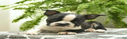 Boston Terrier dogs for sale: Chuck  - Ad 5