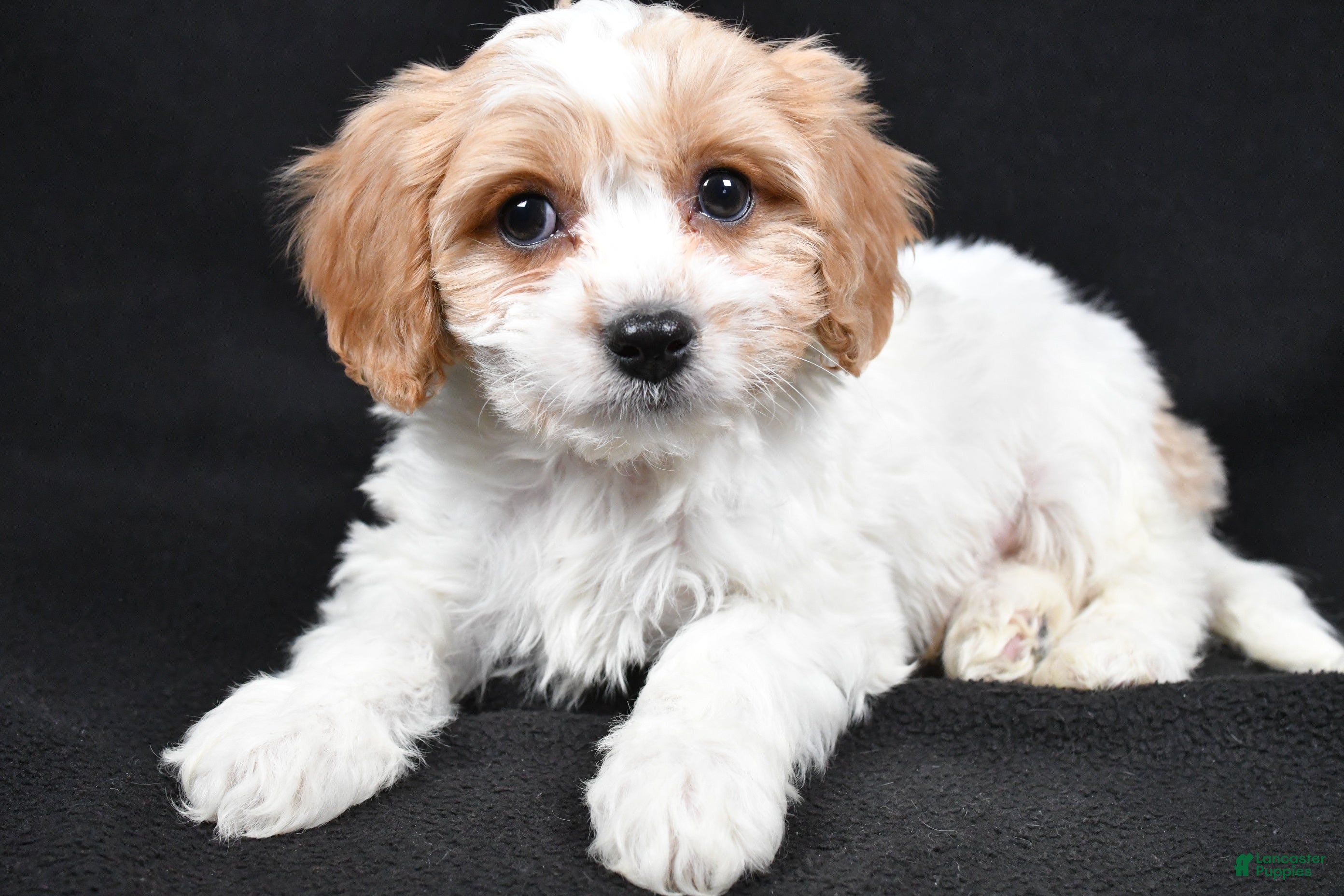 Cavachon dogs Oscar - Ad 2
