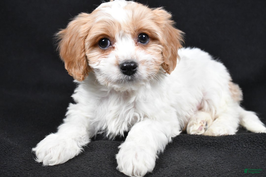 Cavachon dogs for sale: Oscar - Ad 2