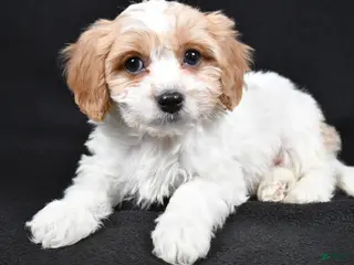 Cavachon dogs Oscar - Ad 2