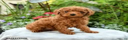 Toy Poodle dogs for sale: Tara - Ad 4