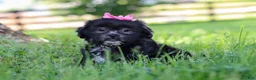Shih Tzu dogs for sale: Brie - Ad 4
