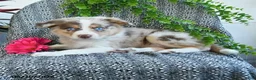 Border Collie dogs for sale: Rose  - Ad 3