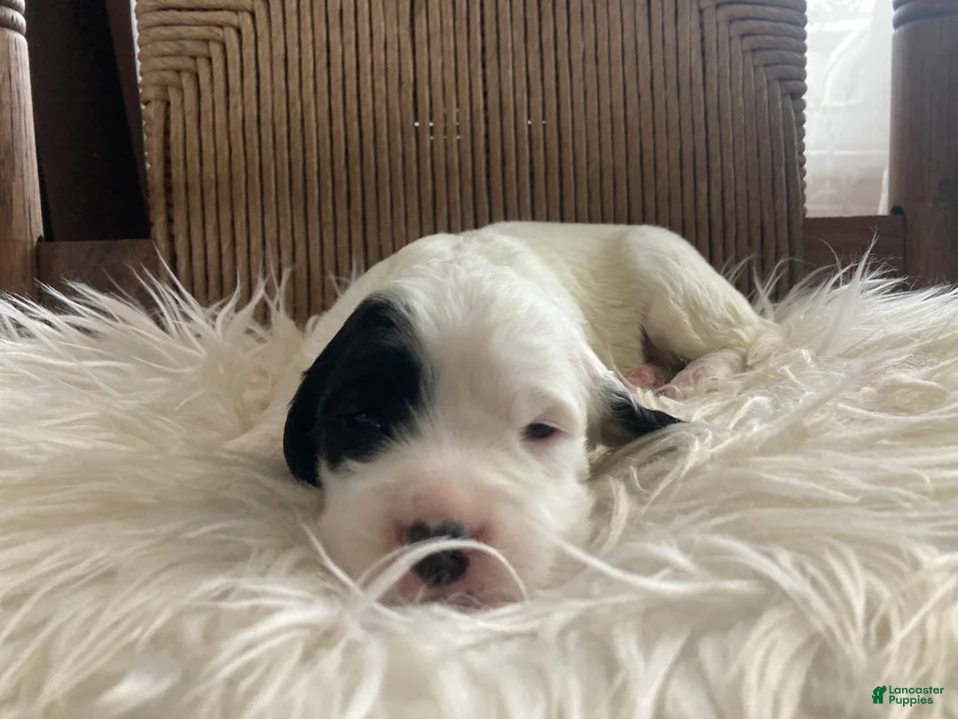English Setter dogs for sale: Dally - Ad 3