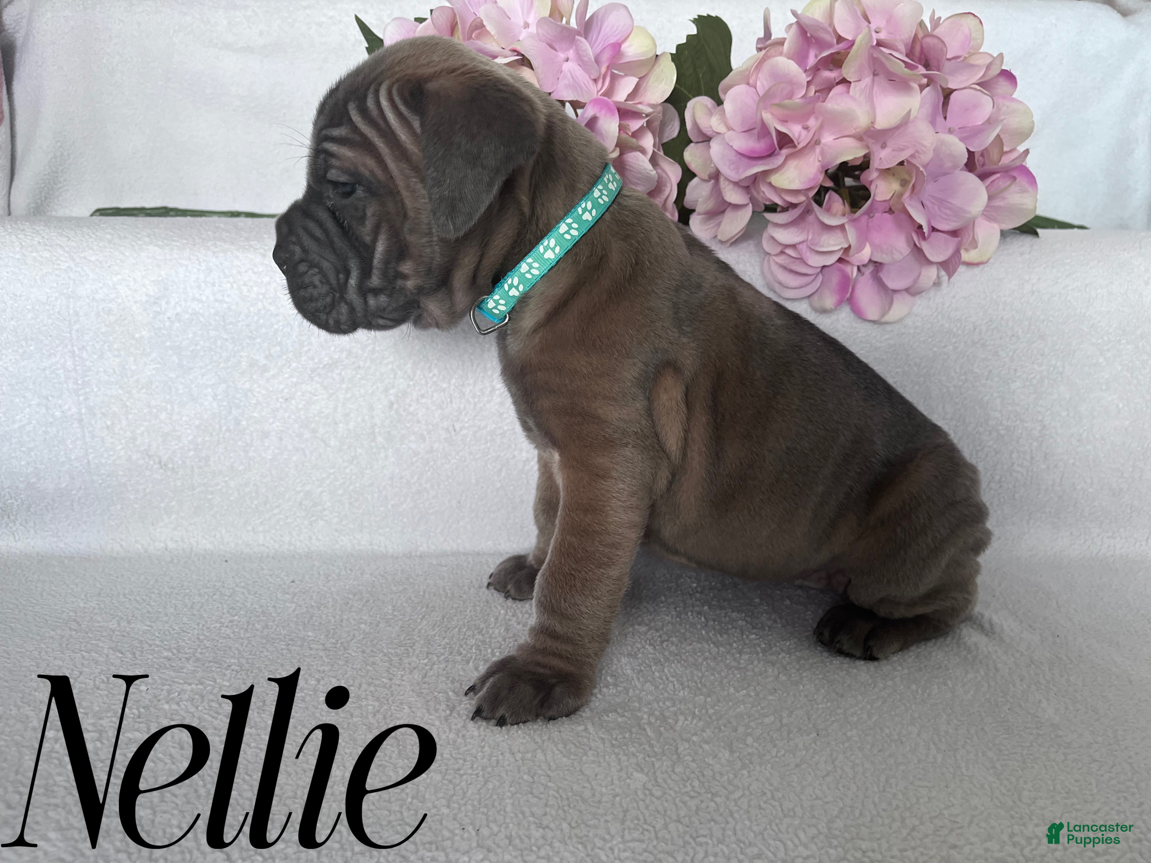 Cane Corso dogs Nellie - Ad 30