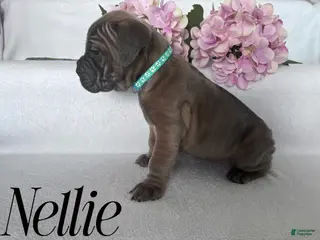 Cane Corso dogs Nellie - Ad 30