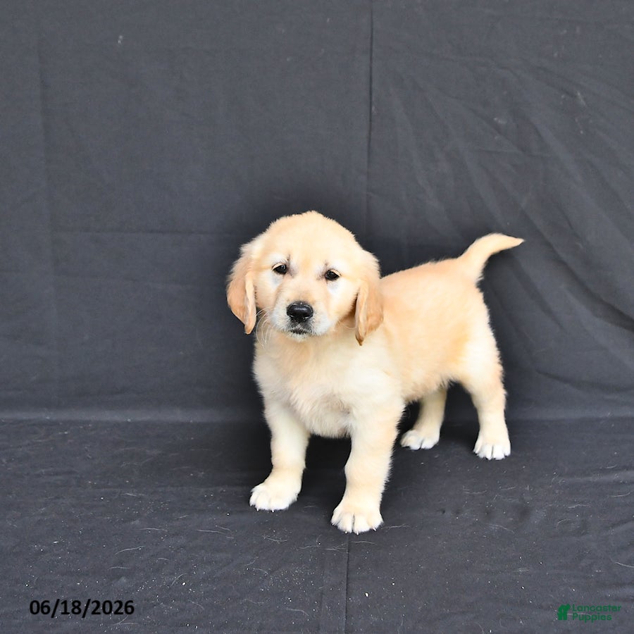 Golden Retriever dogs Jewelz     extra small - Ad 1