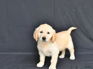 Golden Retriever dogs for sale: Jewelz extra small - Ad 2