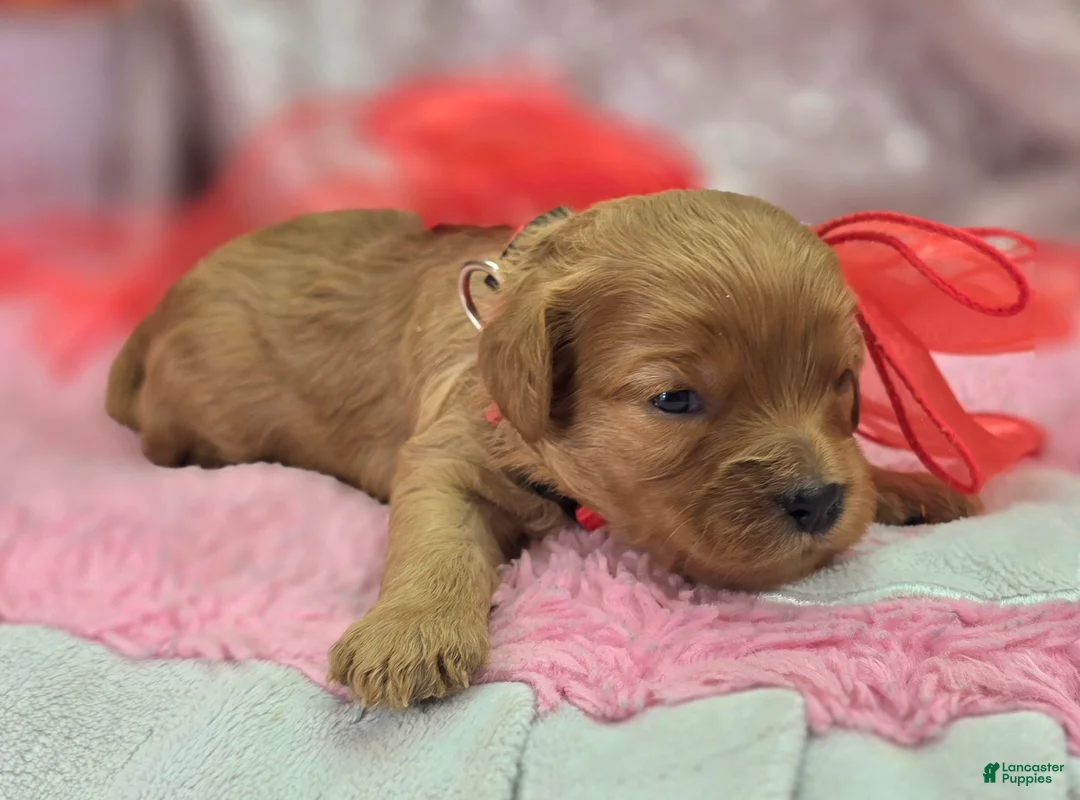 Cavapoo dogs for sale: Turquosie - Ad 4