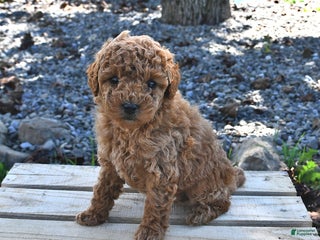 Miniature Poodle dogs - Ad 21