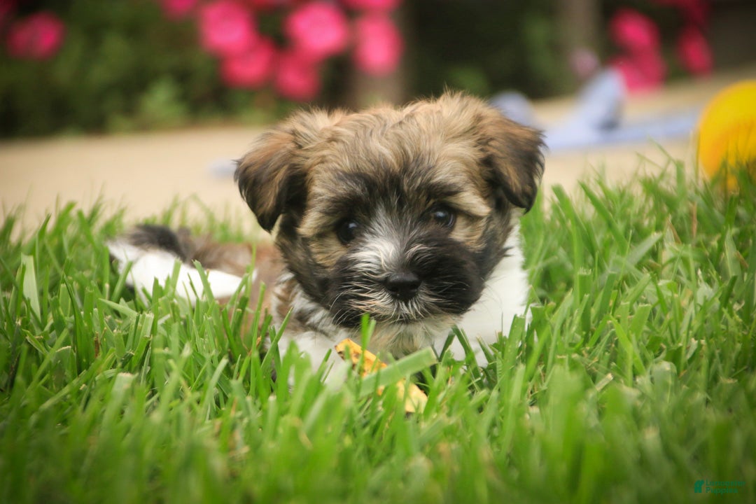 Havanese dogs Rookie Havanese  - Ad 2
