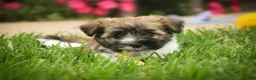Havanese dogs for sale: Rookie Havanese  - Ad 8