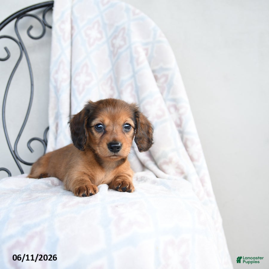 Miniature Dachshund dogs Zara - Ad 1