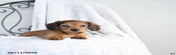 Miniature Dachshund dogs for sale: Zara - Ad 1