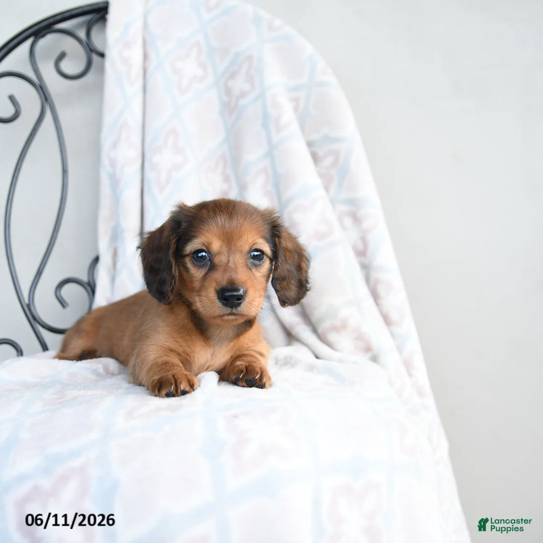 Miniature Dachshund dogs for sale: Zara - Ad 1