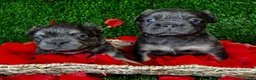 French Bulldog dogs for sale: TWINKLE - Ad 3