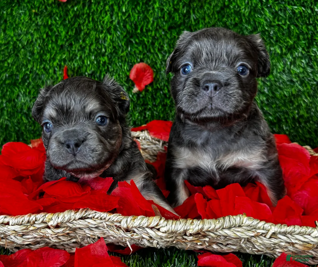 French Bulldog dogs for sale: TWINKLE - Ad 3