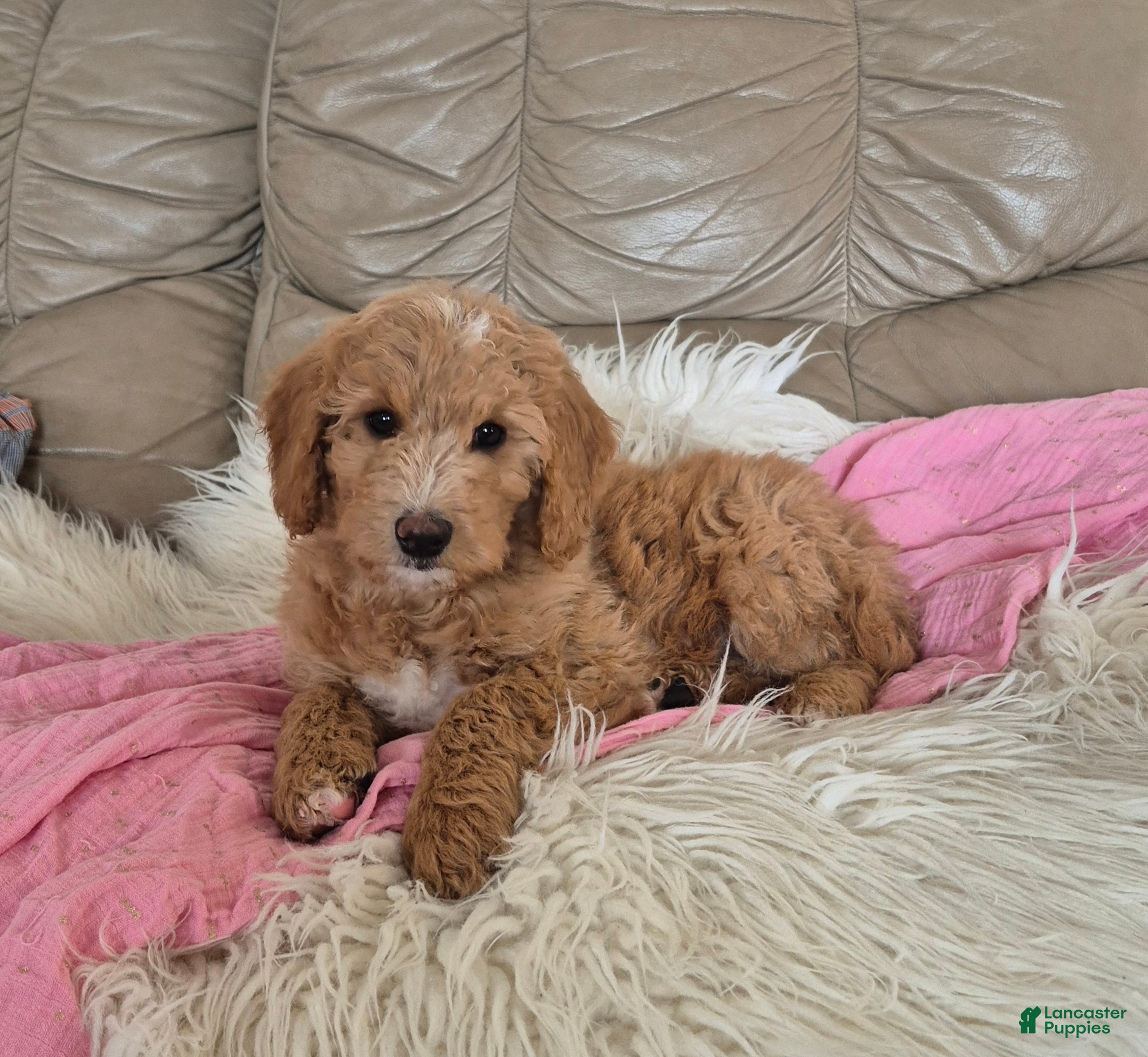 Goldendoodle dogs Stacy - Ad 25