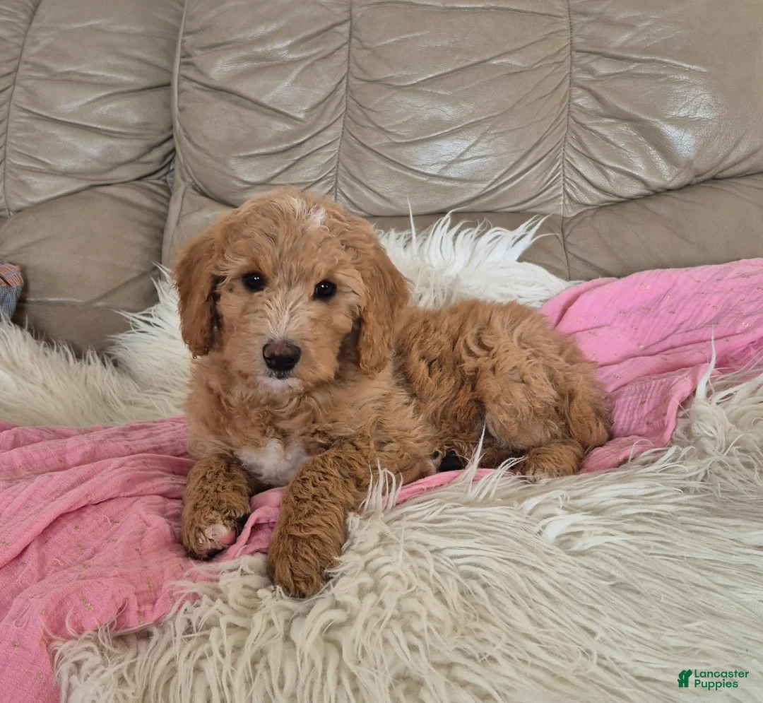 Goldendoodle dogs for sale: Stacy - Ad 1