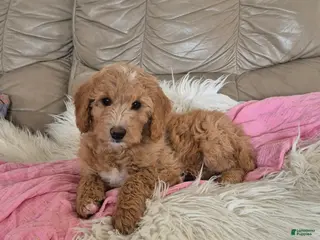 Goldendoodle dogs Stacy - Ad 25