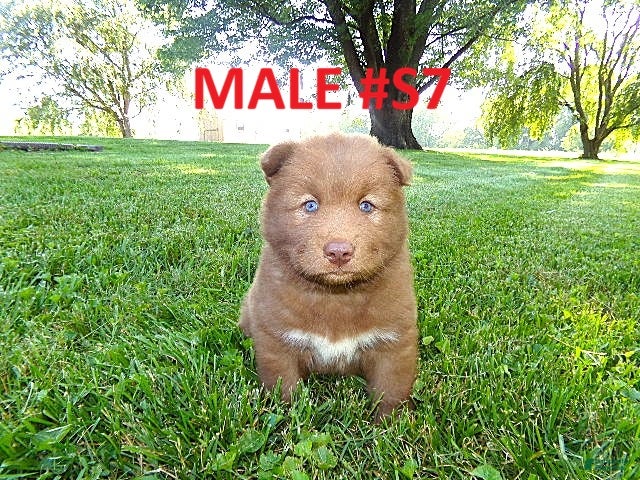 Siberian Husky dogs S7 - Ad 1
