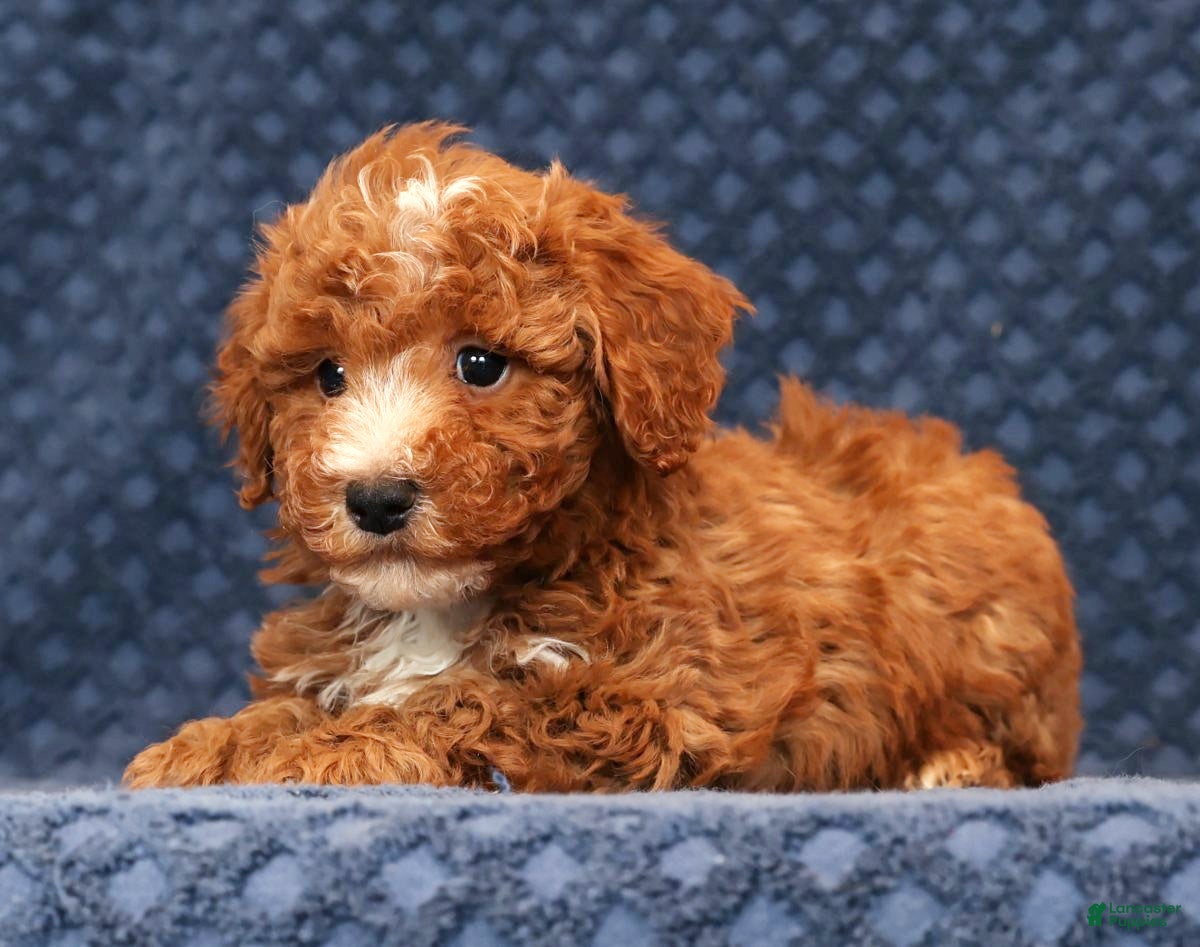 Bichpoo dogs Eric - Ad 14