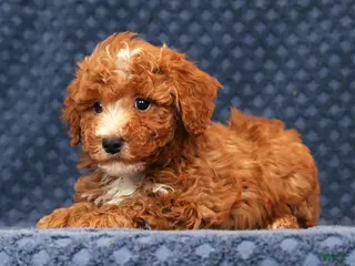 Bichpoo dogs Eric - Ad 9