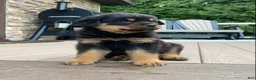 Rottweiler dogs for sale: Apollo - Ad 3