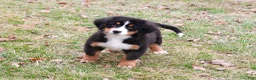 Bernese Mountain Dog dogs for sale: Snowflake  - Ad 4