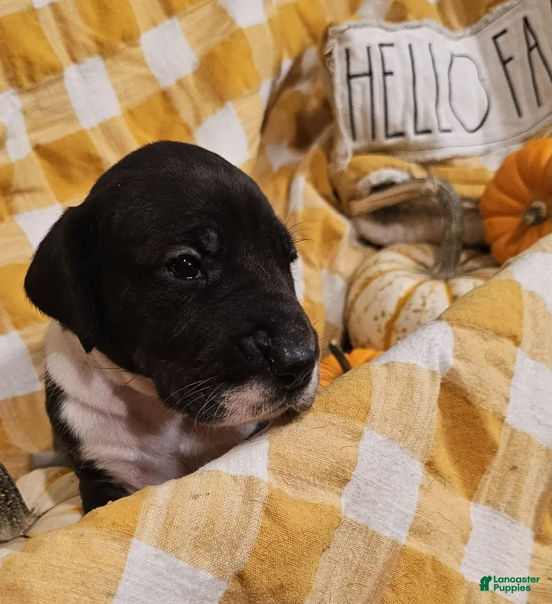 Great Dane dogs for sale: Cocoa - Ad 6