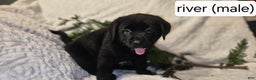 Labrador Retriever dogs for sale: River - Ad 1