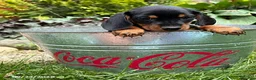 Dachshund dogs for sale: Thane - Ad 2