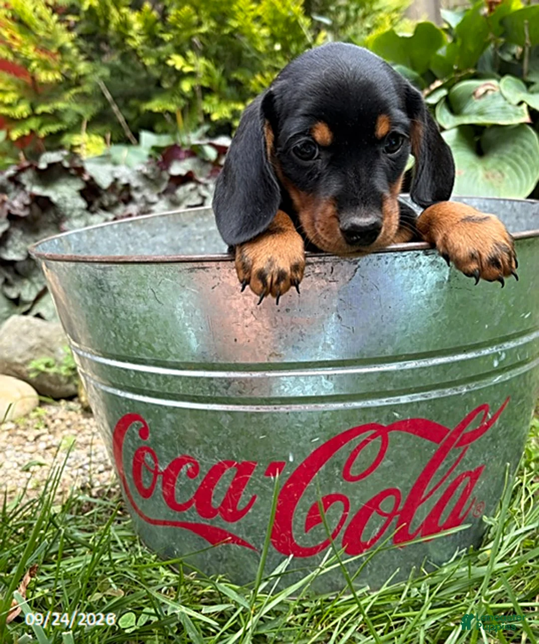 Dachshund dogs for sale: Thane - Ad 2