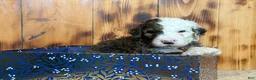Sheepadoodle dogs for sale: Wells - Ad 1