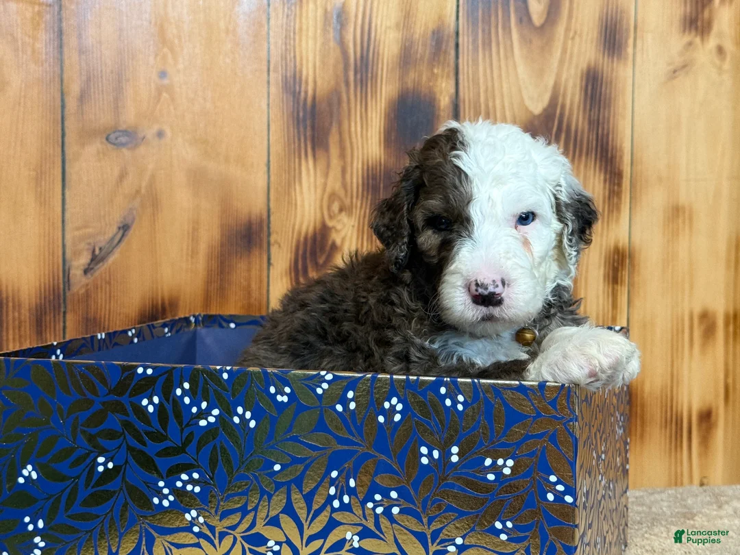 Sheepadoodle dogs for sale: Wells - Ad 1