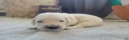 Golden Retriever dogs for sale: Galadriel, Champion Sired - Ad 7
