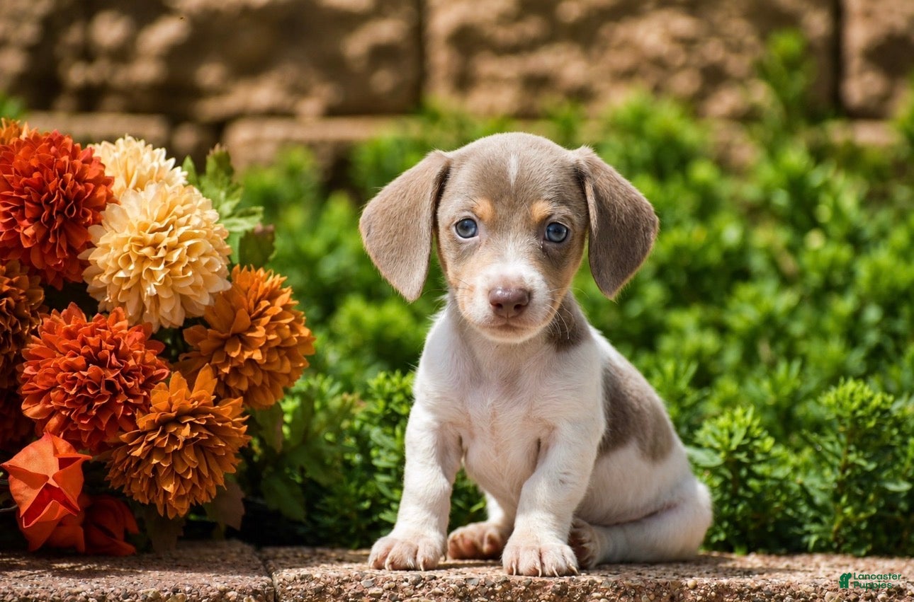 Miniature Dachshund dogs for sale: Tux - Mini - Ad 1