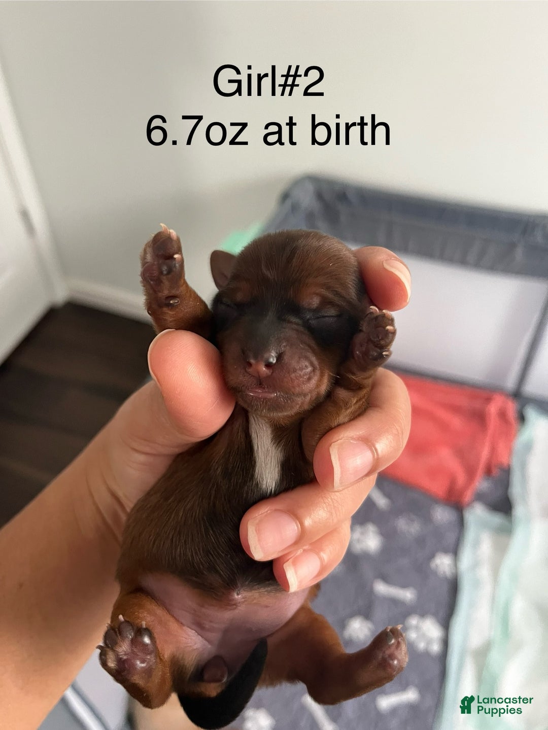 Yorkshire Terrier dogs for sale: Yorkshire Terrier Puppy 2 - Ad 3