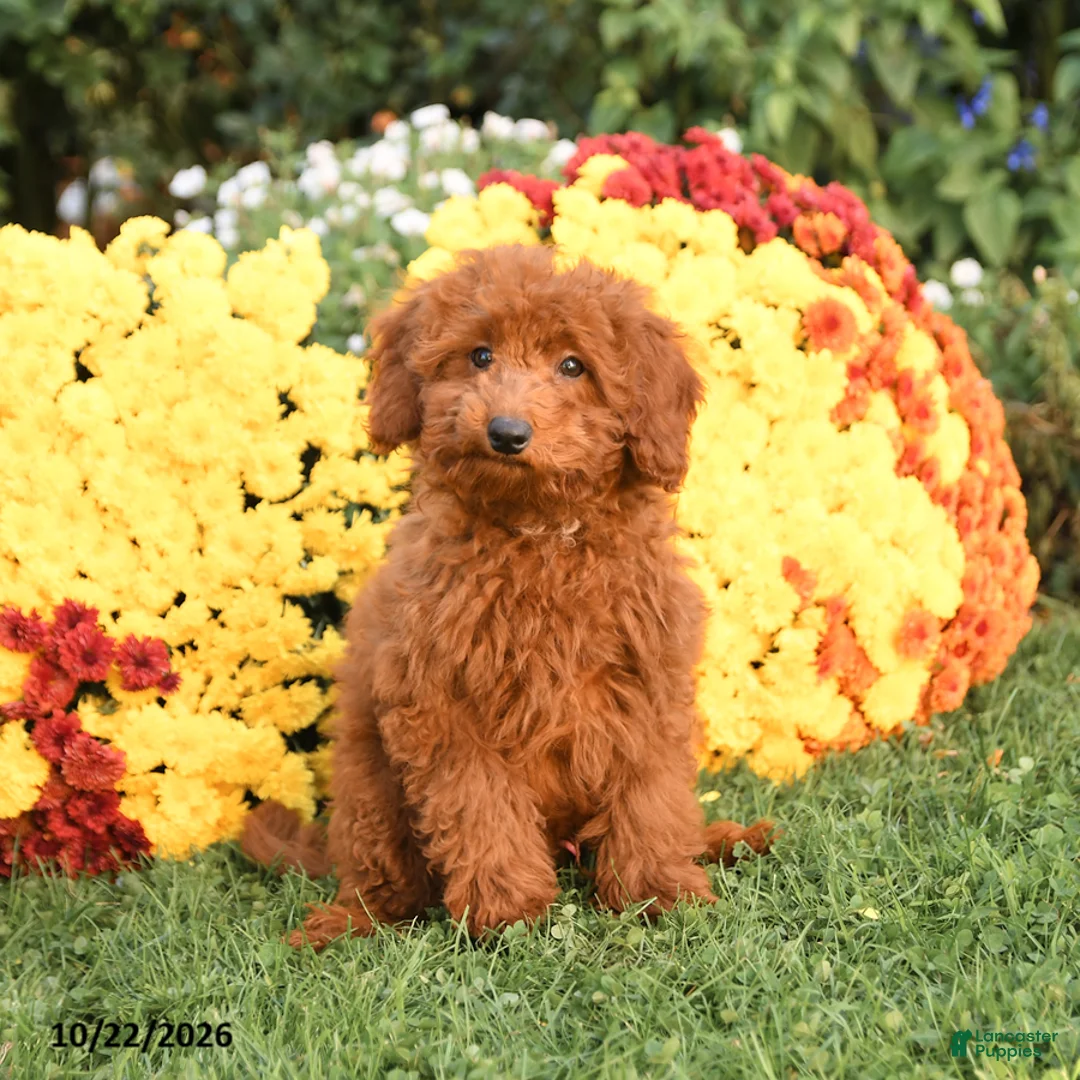 Miniature Poodle dogs for sale: Chase - Ad 1