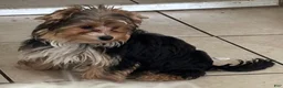 Biewer Terrier dogs for sale: Biewer Terrier 2 - Ad 4