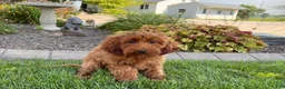 Cockapoo dogs for sale: Shellie - Ad 9