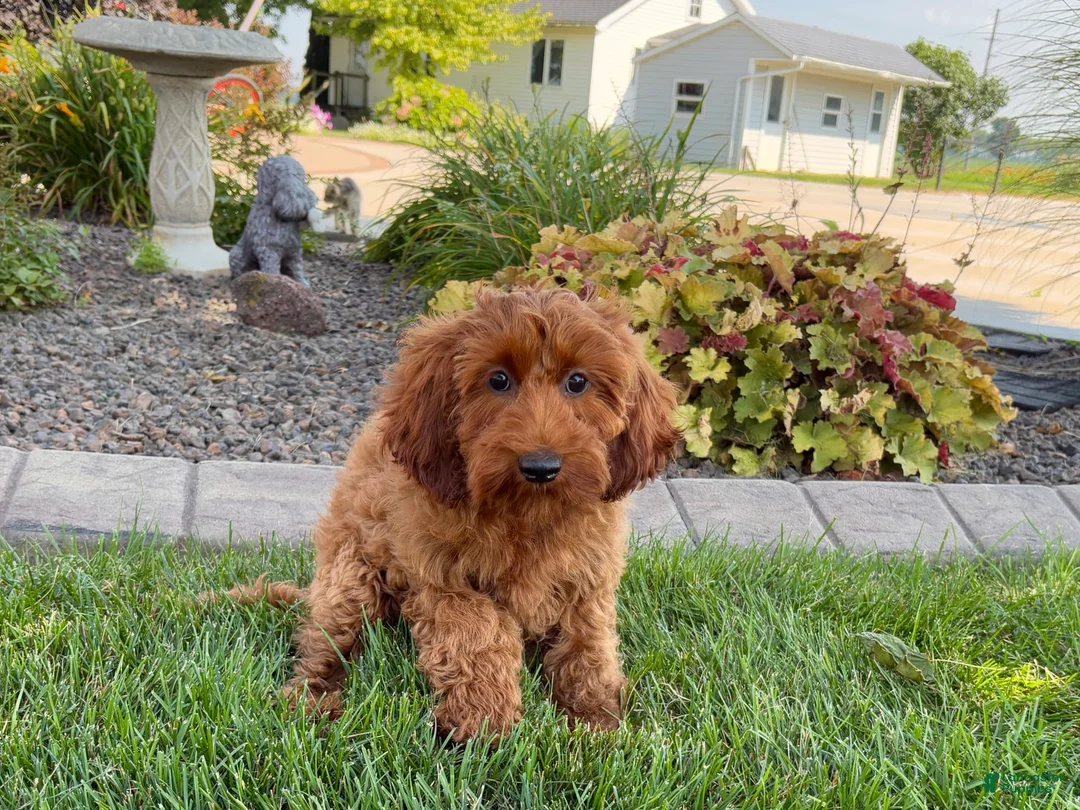Cockapoo dogs for sale: Shellie - Ad 9