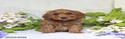 Cockapoo dogs for sale: Jason - Ad 3