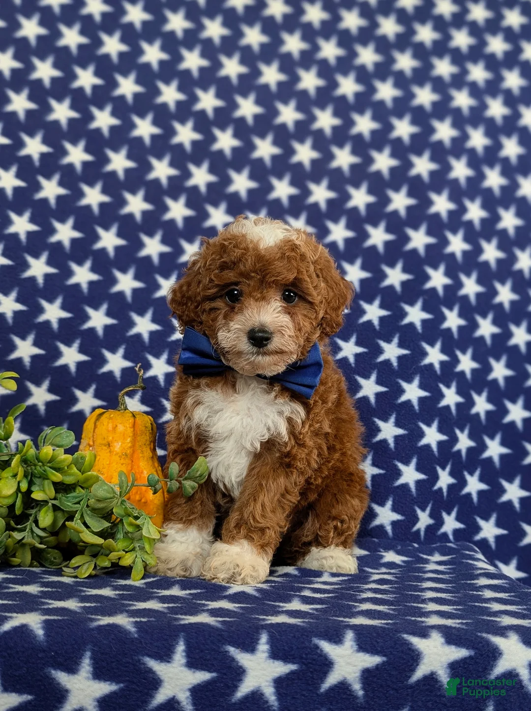 Toy Poodle dogs for sale: Fabian - Ad 1