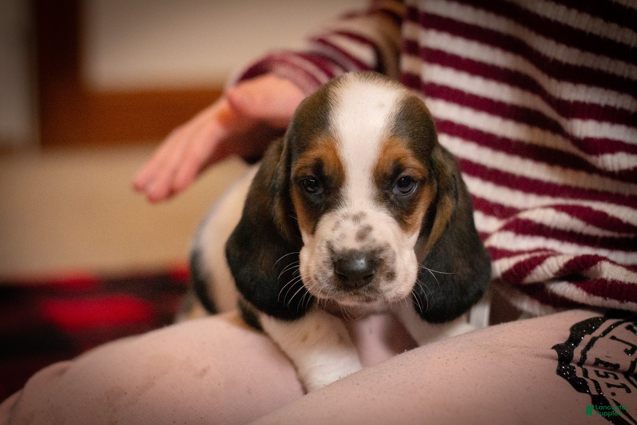 Basset Hound dogs Daisy - Ad 1